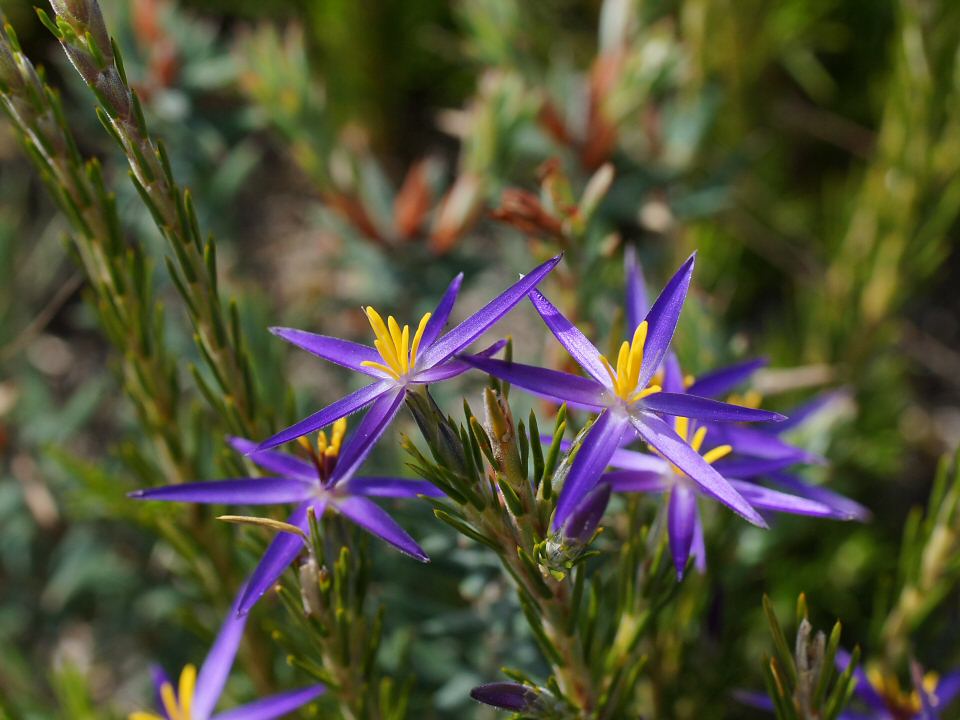 Grampians Wildflowers