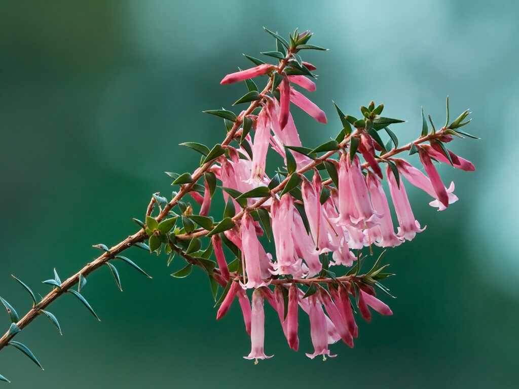 Common Heath, Grampians Wildflowers