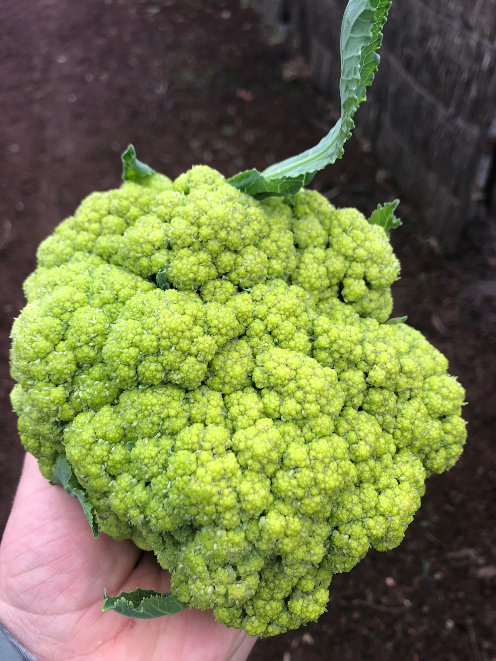 Yellow Cauliflower