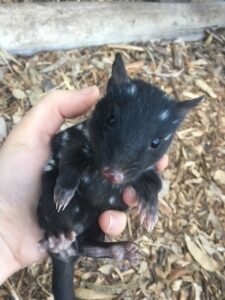 Baby Eastern Quoll