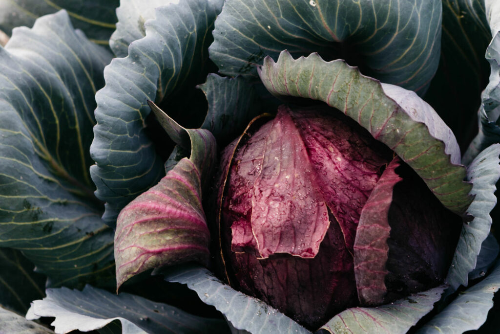 Purple cabbage at the Royal Mail Hotel kitchen garden