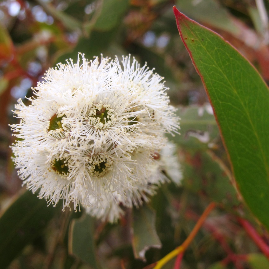 Grampians wildflowers